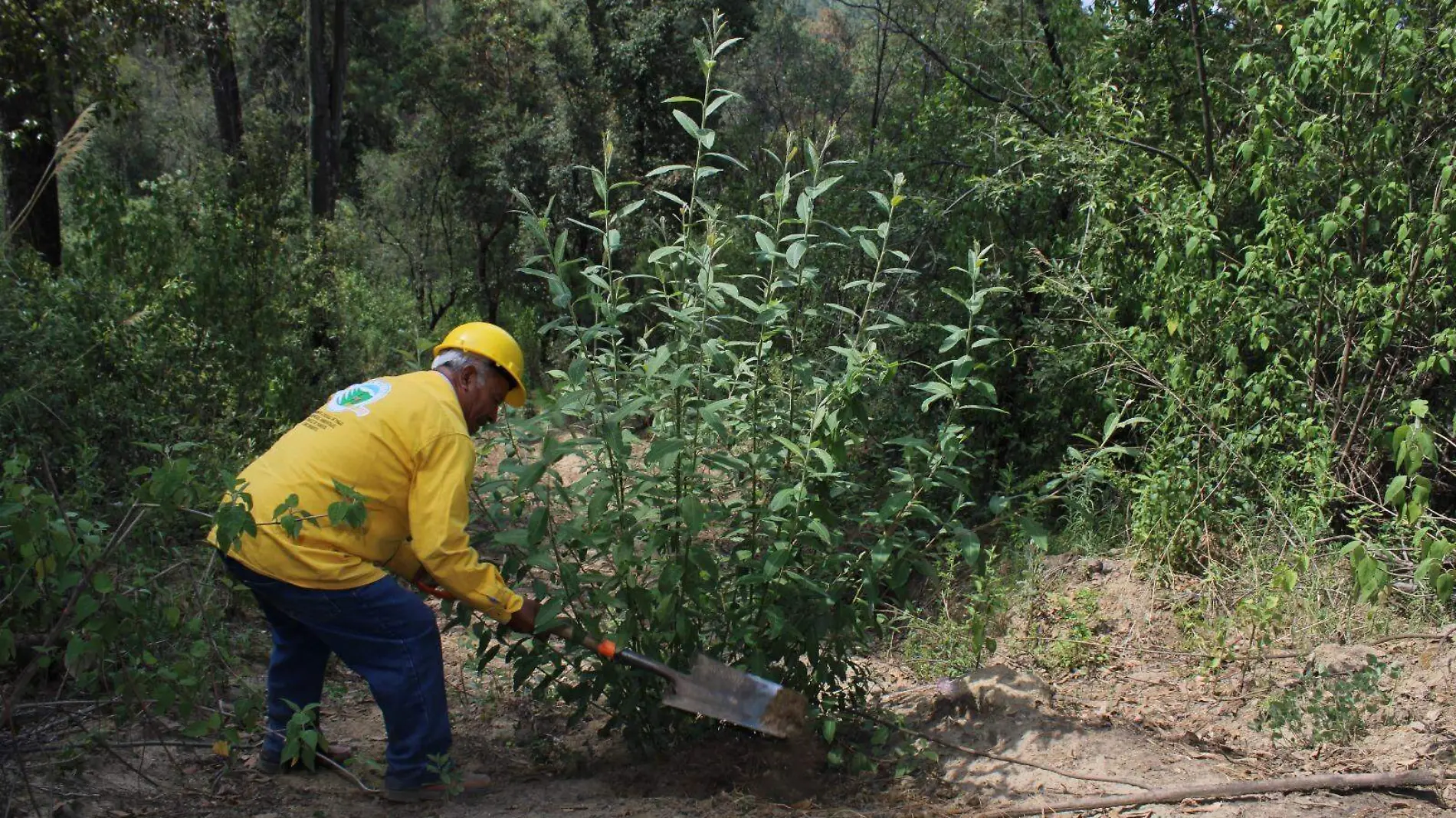 guardabosques identifican donde reforzar cortafuegos para enfrentar incendios